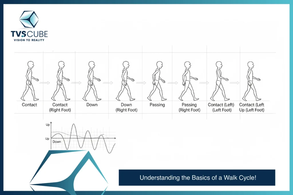 Understanding the Basics of a Walk Cycle _ TVS Cube